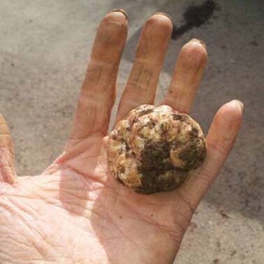 truffle in forager Julie's hand