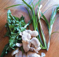 nettles mushrooms and cattails picked by the forager