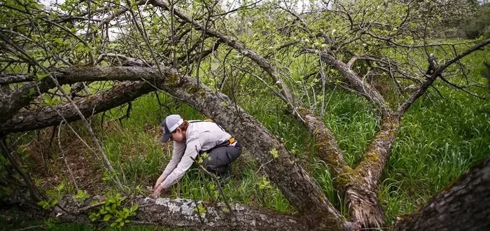 demonstrating how to find morels in an orchard